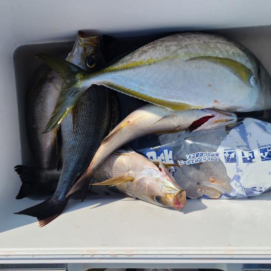 シマアジ、イサキ