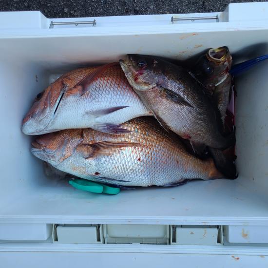 良型マダイ