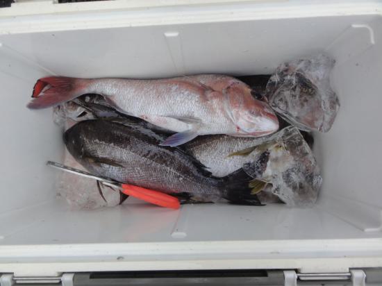 マダイ、イサキ